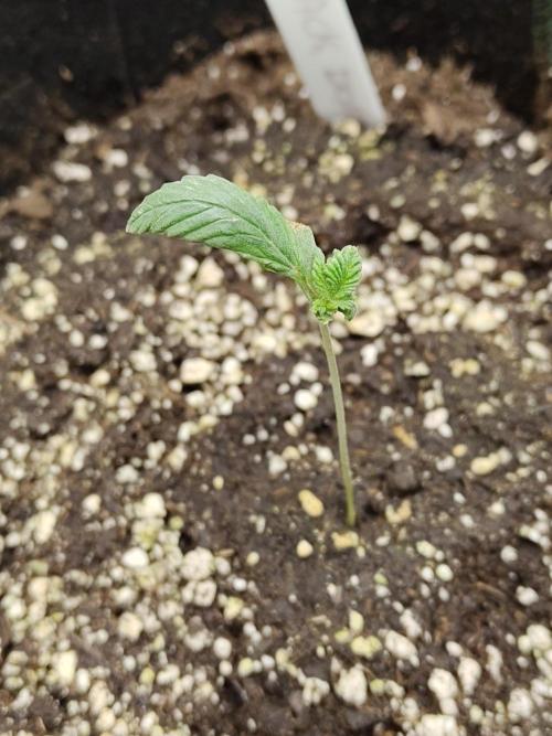 Black Domina Feminized – Sensi Seeds. Week 1