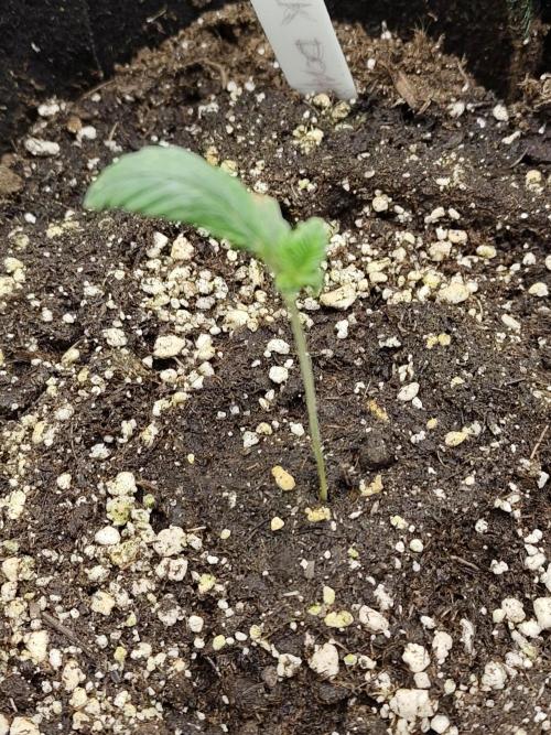 Black Domina Feminized – Sensi Seeds. Week 1