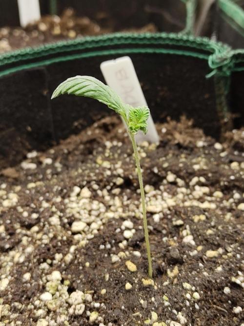 Black Domina Feminized – Sensi Seeds. Week 1