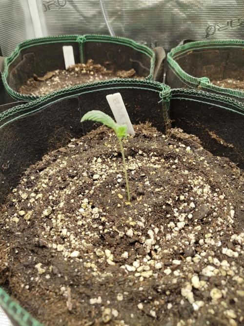 Black Domina Feminized – Sensi Seeds. Week 1