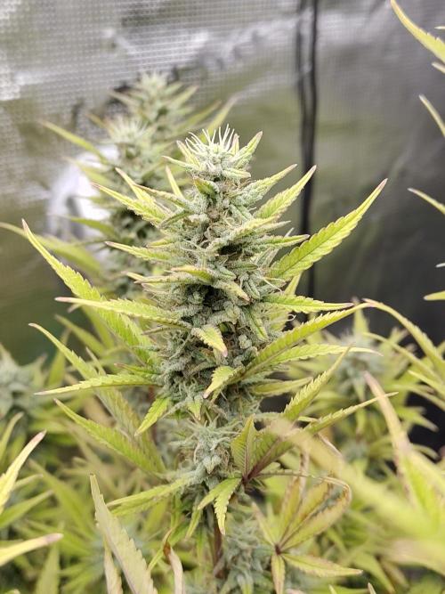 Fast Buds – Jack Herer. Week 12