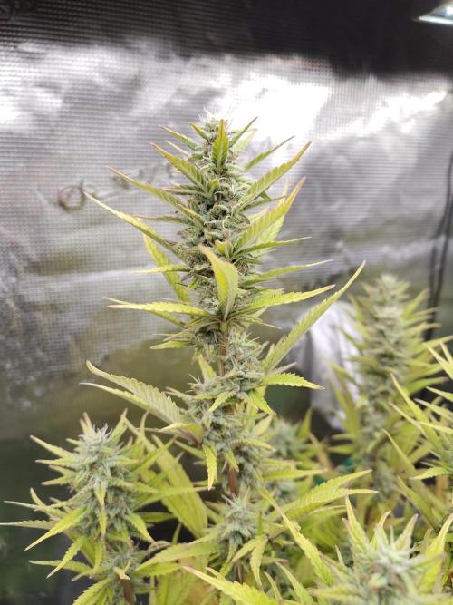 Fast Buds – Jack Herer. Week 12