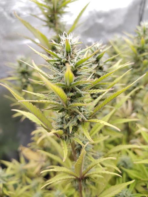Fast Buds – Jack Herer. Week 12