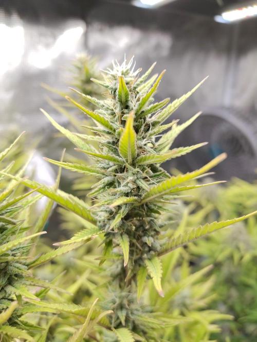 Fast Buds – Jack Herer. Week 12
