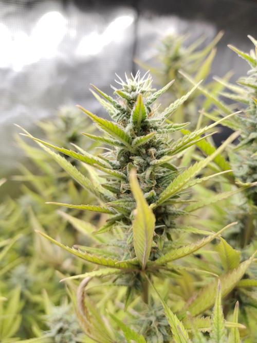 Fast Buds – Jack Herer. Week 12