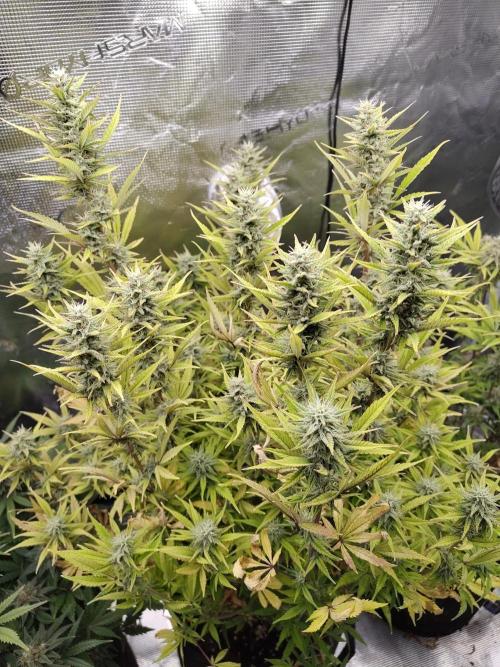 Fast Buds – Jack Herer. Week 12