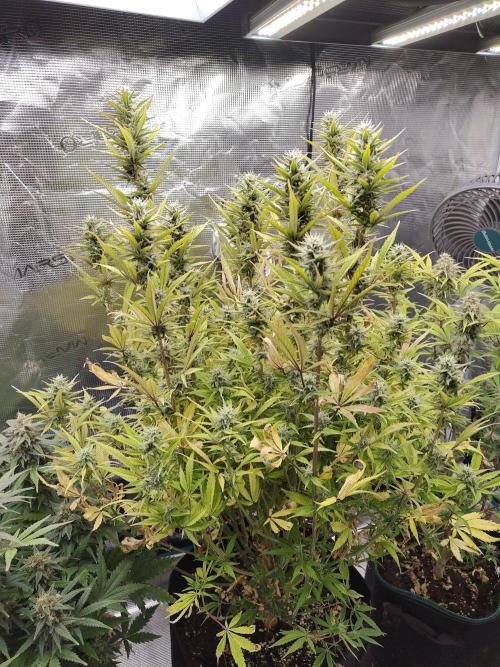 Fast Buds – Jack Herer. Week 12