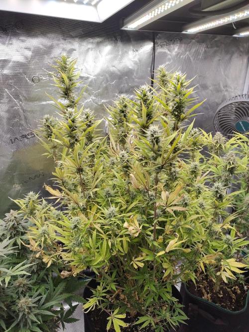 Fast Buds – Jack Herer. Week 12