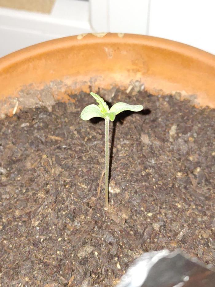 Fast Buds – Mexican Airlines Automatic. Week 0