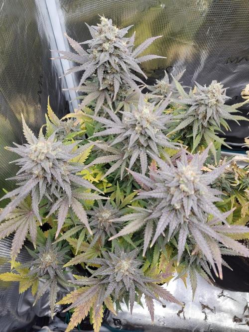 Fast Buds – Mexican Airlines. Week 13