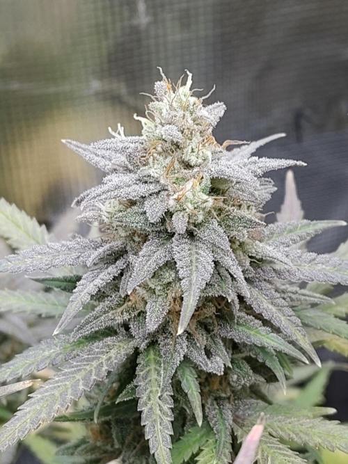 Fast Buds – Mexican Airlines. Week 13