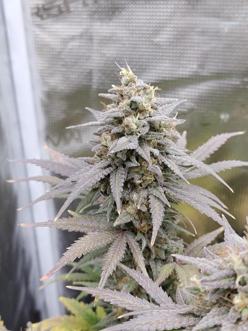 Fast Buds – Mexican Airlines. Week 13