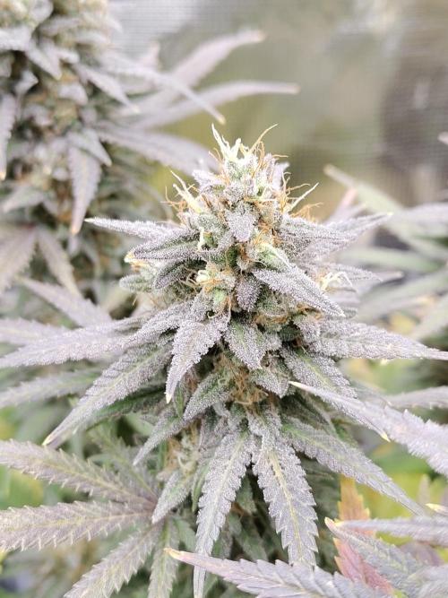 Fast Buds – Mexican Airlines. Week 13