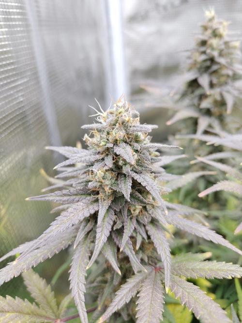 Fast Buds – Mexican Airlines. Week 13
