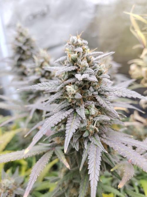 Fast Buds – Mexican Airlines. Week 13