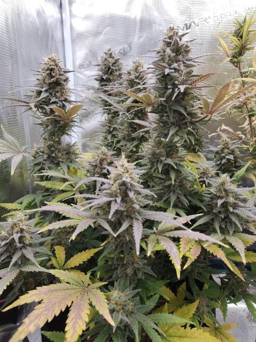 Fast Buds – Mexican Airlines. Week 13