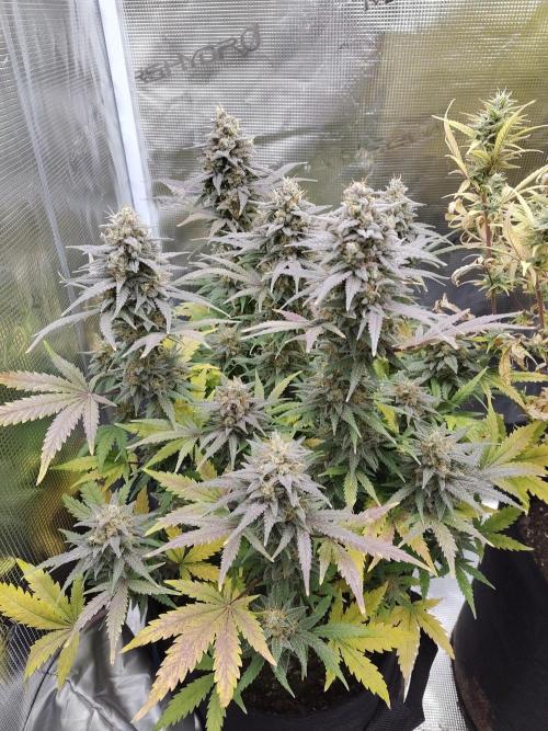 Fast Buds – Mexican Airlines. Week 13