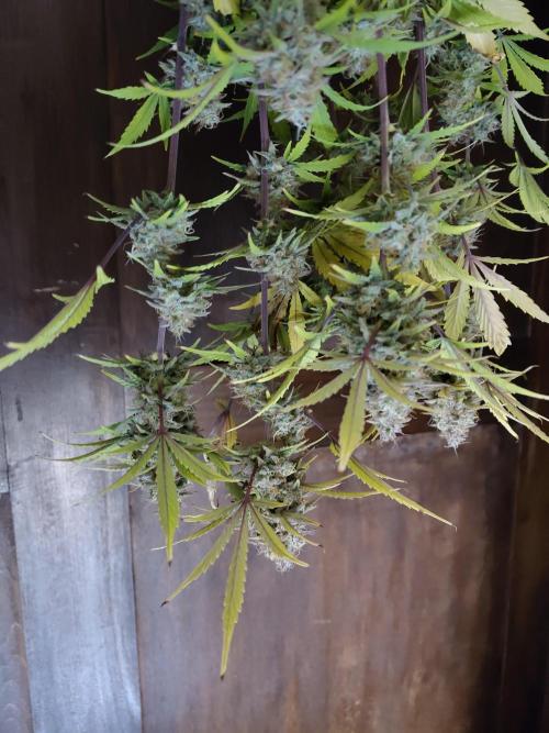 Sensi Seeds – Sticky Orange XXL Auto. Week 13