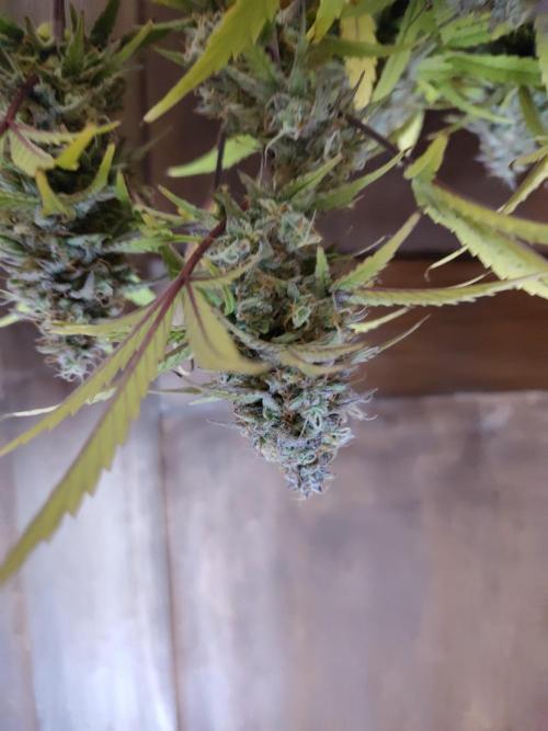 Sensi Seeds – Sticky Orange XXL Auto. Week 13