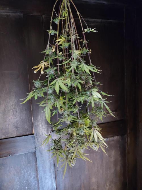 Sensi Seeds – Sticky Orange XXL Auto. Week 13