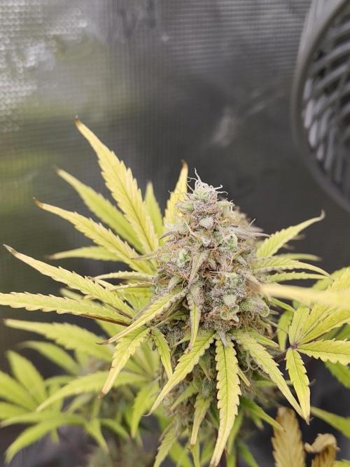 Sensi Seeds – Sticky Orange XXL Auto. Week 13