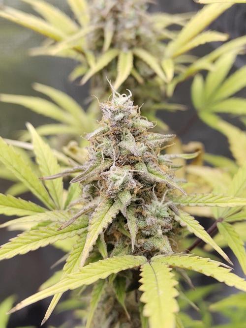 Sensi Seeds – Sticky Orange XXL Auto. Week 13