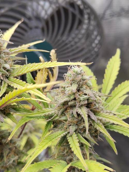 Sensi Seeds – Sticky Orange XXL Auto. Week 13
