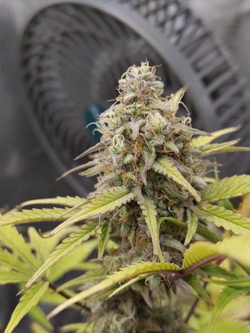 Sensi Seeds – Sticky Orange XXL Auto. Week 13