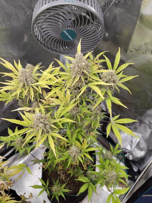 Sensi Seeds – Sticky Orange XXL Auto. Week 13