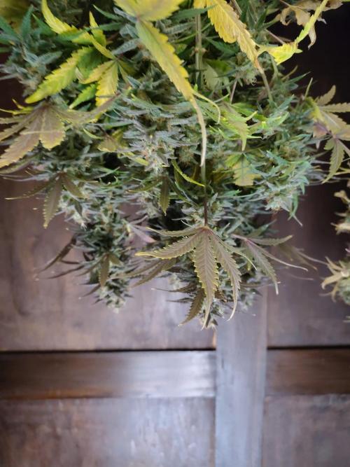 Fast Buds – Mexican Airlines. Week 13