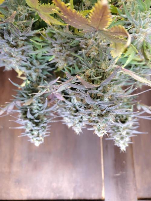 Fast Buds – Mexican Airlines. Week 13