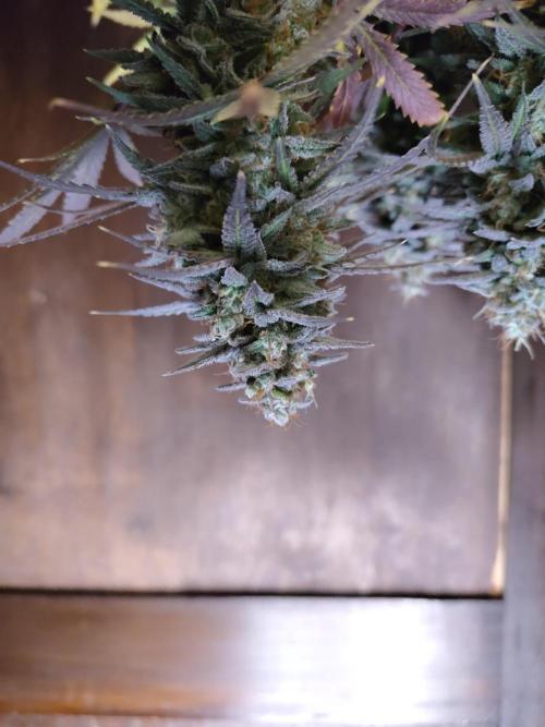 Fast Buds – Mexican Airlines. Week 13