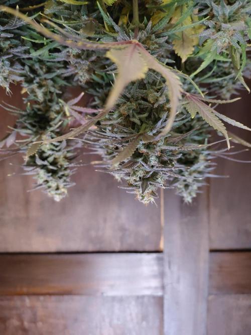 Fast Buds – Mexican Airlines. Week 13