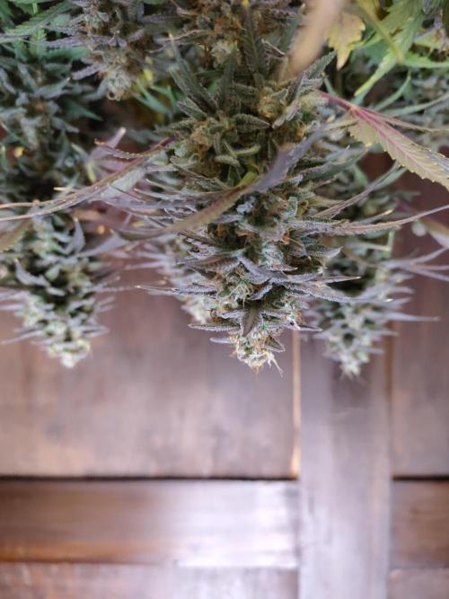 Fast Buds – Mexican Airlines. Week 13