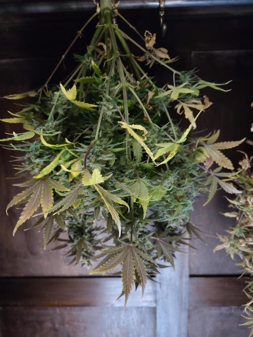 Fast Buds – Mexican Airlines. Week 13