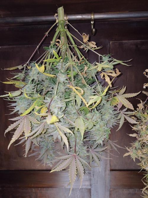 Fast Buds – Mexican Airlines. Week 13