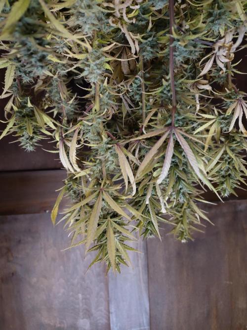 Fast Buds – Jack Herer. Week 13