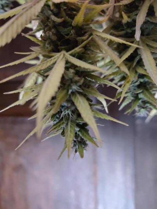 Fast Buds – Jack Herer. Week 13