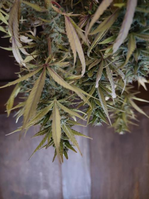 Fast Buds – Jack Herer. Week 13