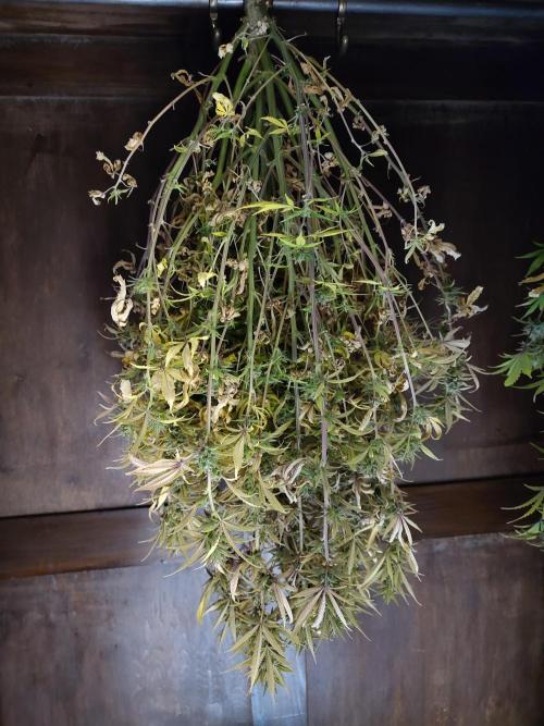 Fast Buds – Jack Herer. Week 13