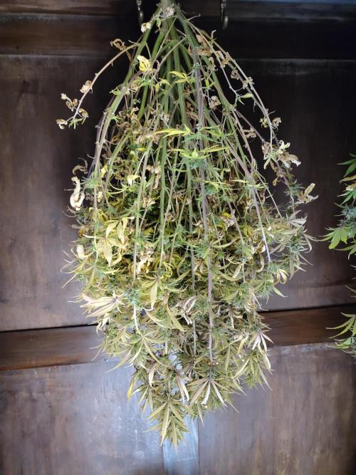 Fast Buds – Jack Herer. Week 13