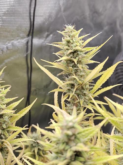 Fast Buds – Jack Herer. Week 13