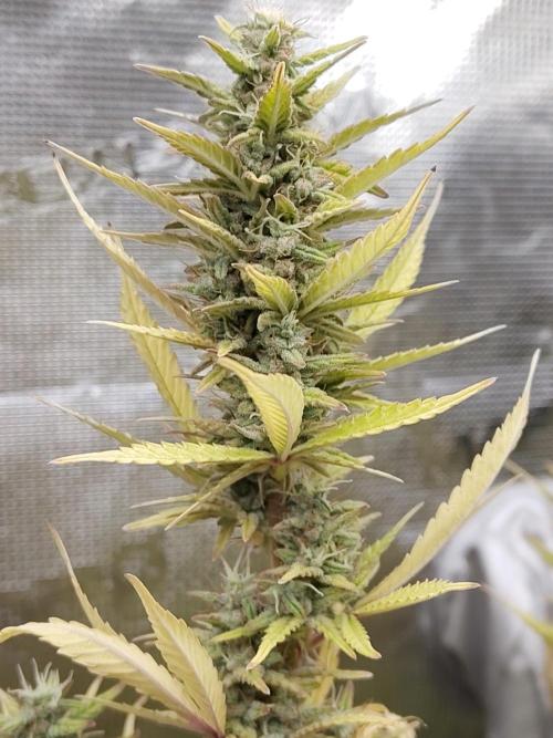 Fast Buds – Jack Herer. Week 13