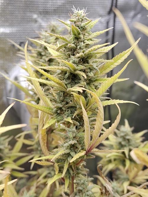 Fast Buds – Jack Herer. Week 13