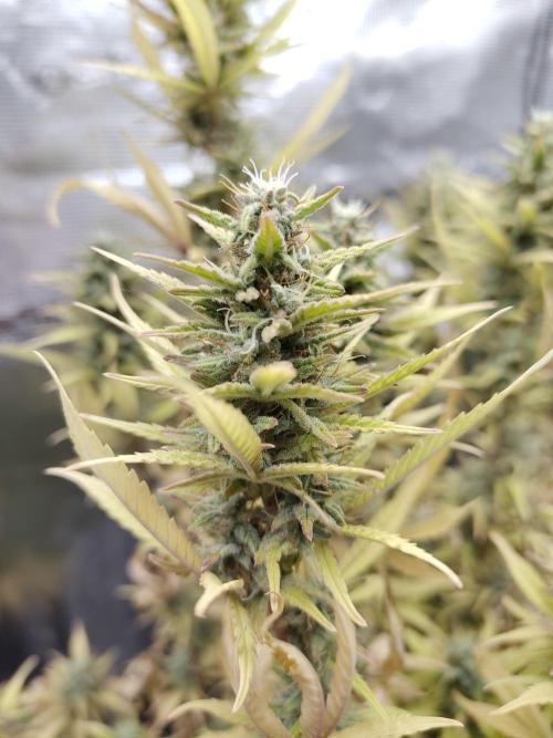 Fast Buds – Jack Herer. Week 13