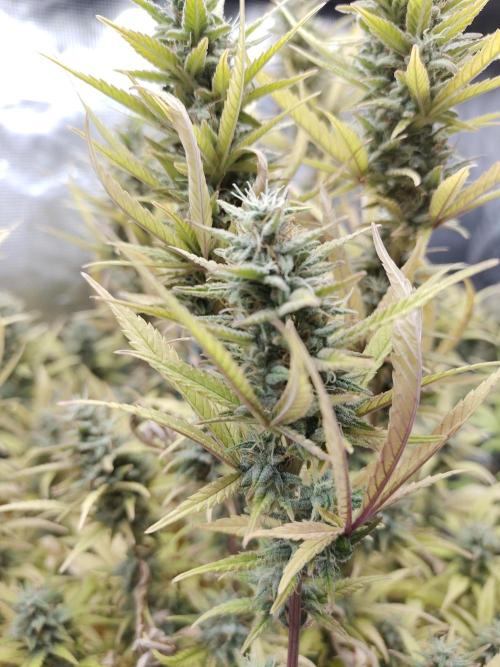 Fast Buds – Jack Herer. Week 13