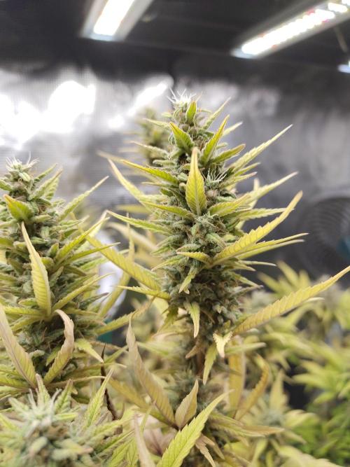 Fast Buds – Jack Herer. Week 13