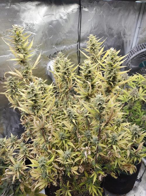Fast Buds – Jack Herer. Week 13