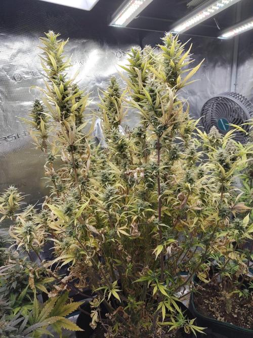 Fast Buds – Jack Herer. Week 13