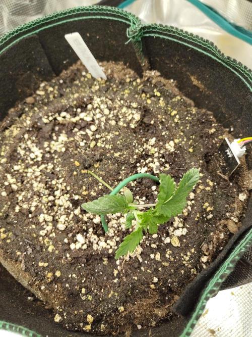 Black Domina Feminized – Sensi Seeds. Week 2